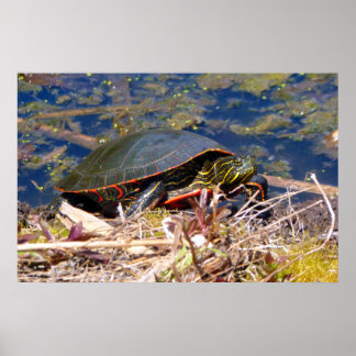 Póster Tortuga pintada (Chrysemys picta) 3