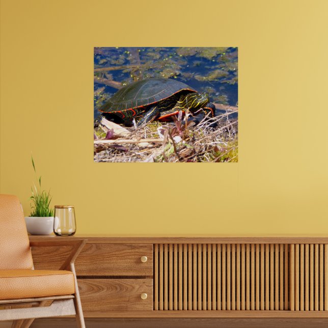 Póster Tortuga pintada (Chrysemys picta) 3 (Salón 2)