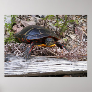 Póster Tortuga pintada clasificada poster de la lona en