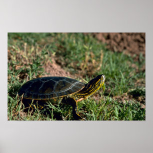 Póster Tortuga pintada de occidente