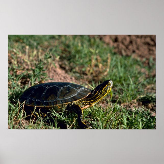 Póster Tortuga pintada de occidente (Frente)