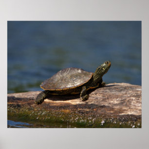 Póster Tortuga pintada en un tronco