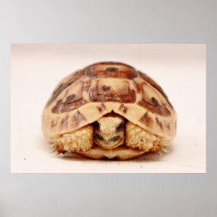 Póster Tortuga que oculta en cáscara