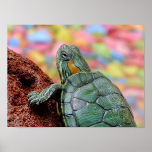 Póster tortuga Rojo-espigada del resbalador