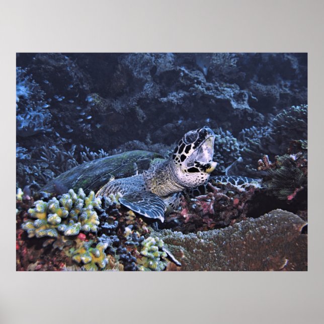 Póster Tortuga ruidosa (Frente)