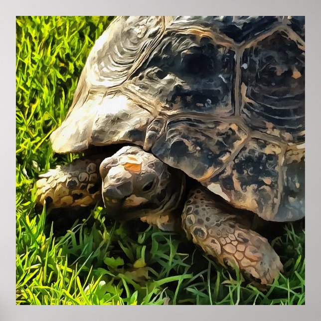 Póster Tortuga salvaje en la pradera de hierba (Frente)