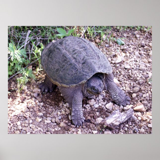 Póster Tortuga Snapping 1 (Frente)