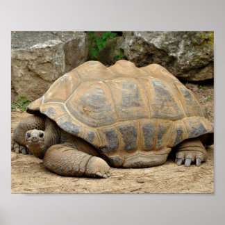Póster Tortuga sonriente