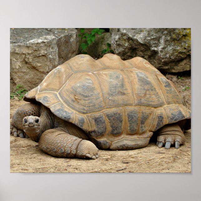 Póster Tortuga sonriente (Frente)