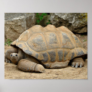 Póster Tortuga sonriente 