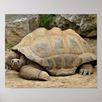 Póster Tortuga sonriente
