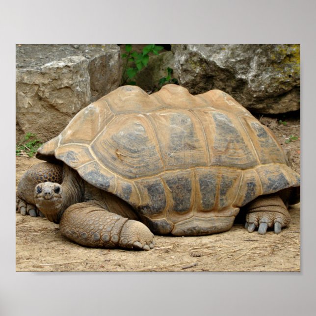 Póster Tortuga sonriente  (Frente)