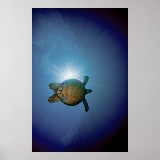 Póster Tortuga submarina| Mar de Andaman, Tailandia (Frente)