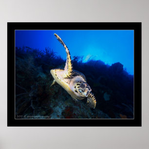 Póster Tortuga Swooping