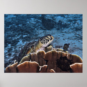 Póster Tortuga verde al Coral