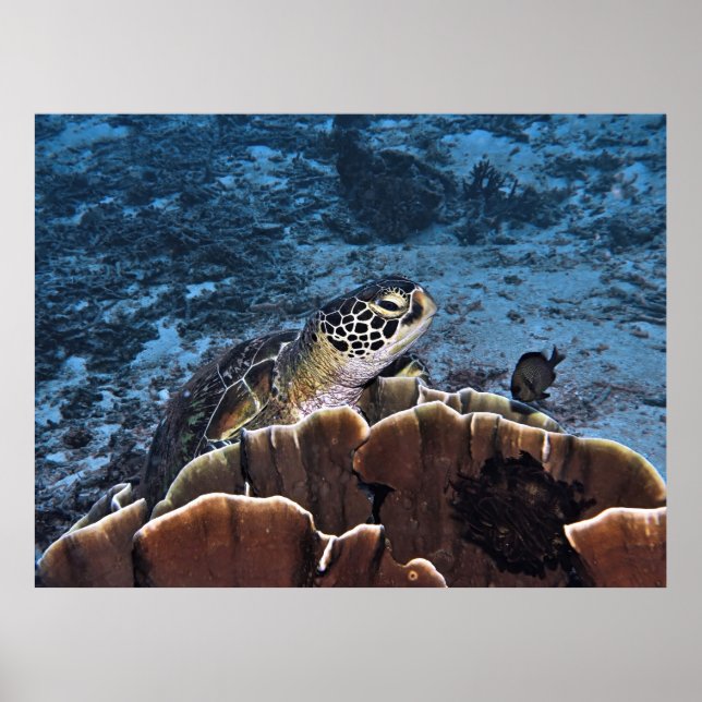 Póster Tortuga verde al Coral (Frente)