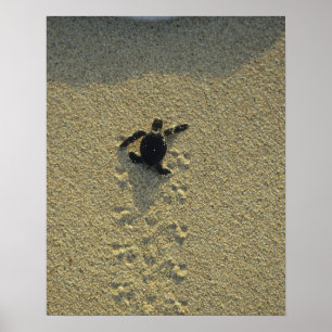 Póster Tortuga Verde, (Chelonia mydas), cría