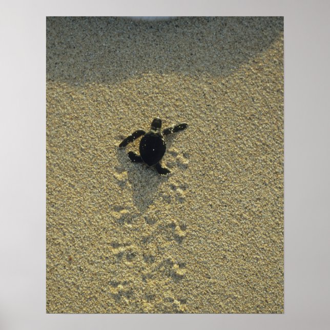 Póster Tortuga Verde, (Chelonia mydas), cría (Frente)