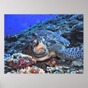 Póster Tortuga verde en el arrecife