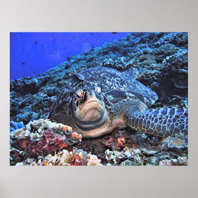 Póster Tortuga verde en el arrecife (Frente)
