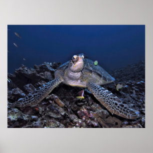 Póster Tortuga verde en la rosa regal