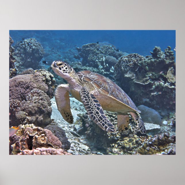 Póster Tortuga verde gili (Frente)