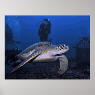 Póster Tortuga verde gili con buceador