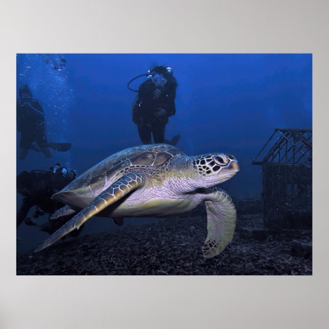 Póster Tortuga verde gili con buceador (Frente)