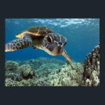 Póster Tortuga verde hawaiana<br><div class="desc">Una tortuga marina verde hawaiana investiga su reflejo en mi puerto domo. © y ® Bigstock® - Todos los derechos reservados.</div>