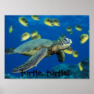 Póster ¡Tortuga verde, tortuga... tortuga!