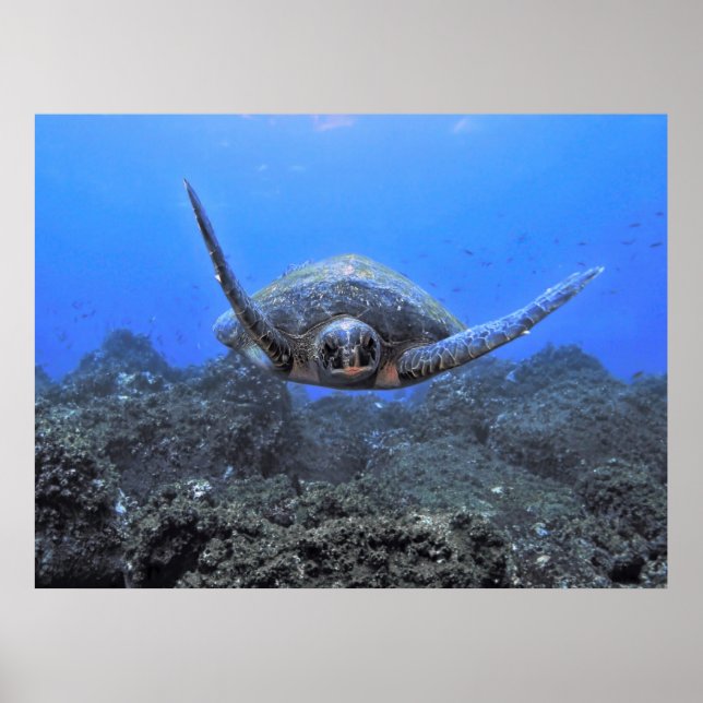 Póster Tortuga voladora (Frente)