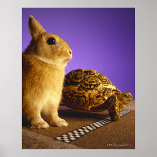 Póster Tortuga y las liebres