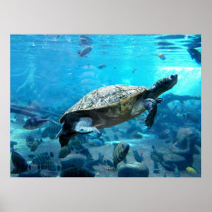 Póster Tortuga y pescado