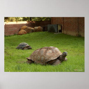 Póster Tortugas de Aldabra en la hierba