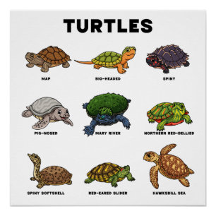 Póster Tortugas de dibujos animados lindas del mundo