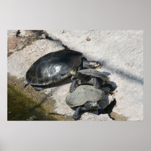 Póster Tortugas deslizantes en una foto de fila