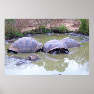 Póster Tortugas en el barro