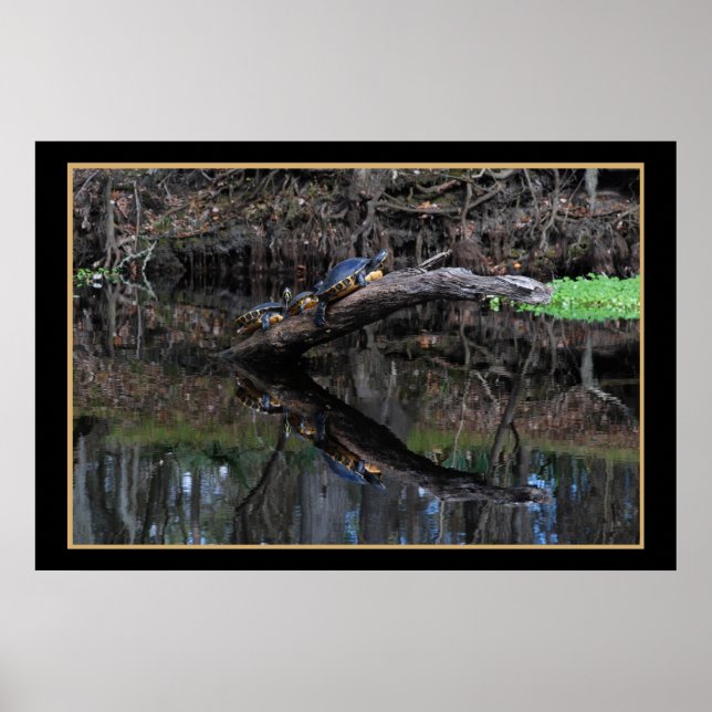 Póster Tortugas En El Río Santa Fe 520 (Frente)