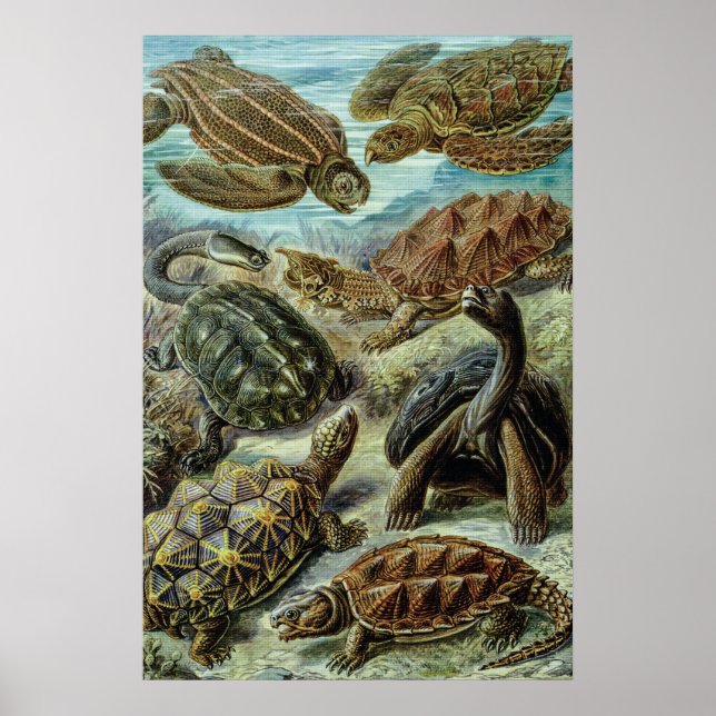 Póster Tortugas marinas y tortugas de Ernst Haeckel (Frente)