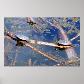 Póster Tortugas pintadas (Chrysemys picta)
