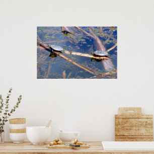 Póster Tortugas pintadas (Chrysemys picta)