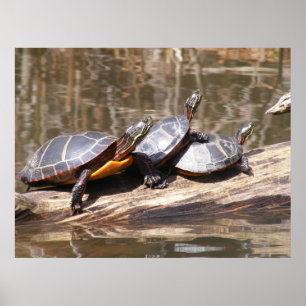 Póster Tortugas sentadas en el Poster de registro