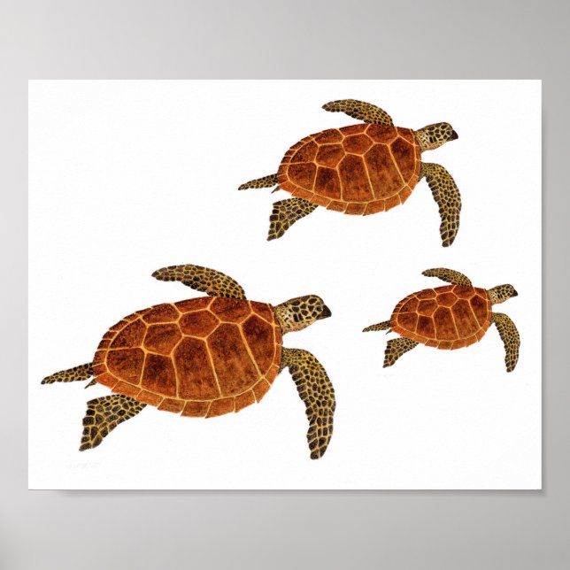 Póster Tortugas voladoras (Frente)