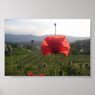 Póster Toscana Poppy