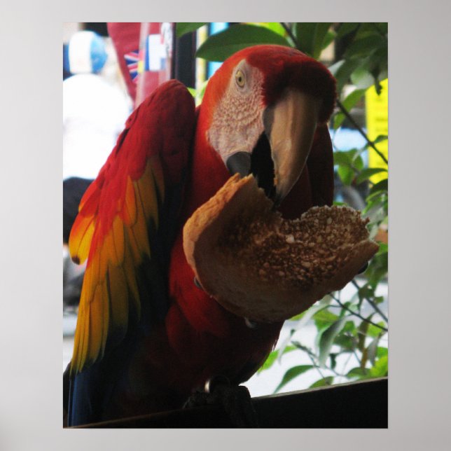 Póster Tostada de loro de Macaw escarlata (Frente)