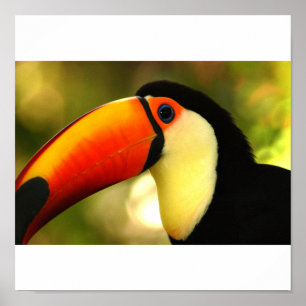 Póster toucan