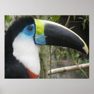 Póster Toucan