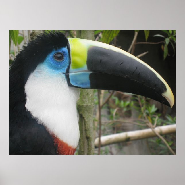 Póster Toucan (Frente)