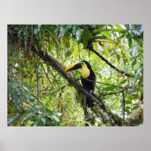 Póster Toucan