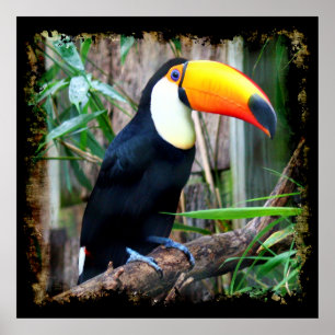 Póster Toucan 5A Poster